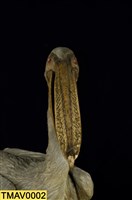 Dalmatian Pelican Collection Image, Figure 11, Total 11 Figures